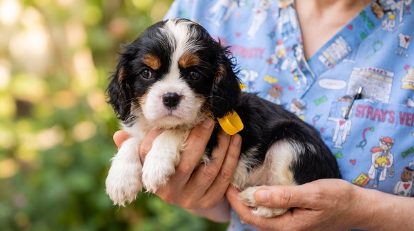Cavalier King Carls Spaniel top puppies