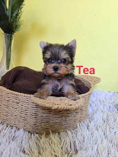 Mini Yorkshire Terrier