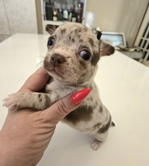 Mini and micro Chihuahua puppies