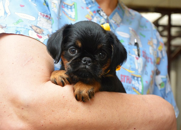 Belgian (Brussels) Griffon - excellent puppies