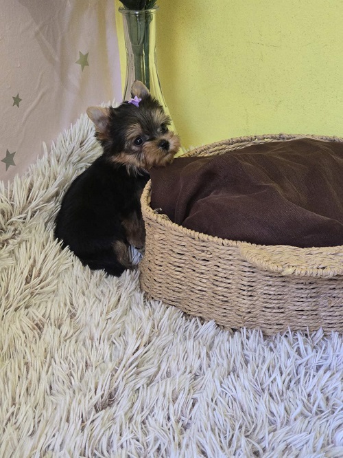 Mini Yorkshire Terrier