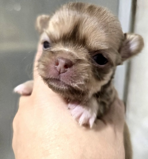 Mini and micro Chihuahua puppies