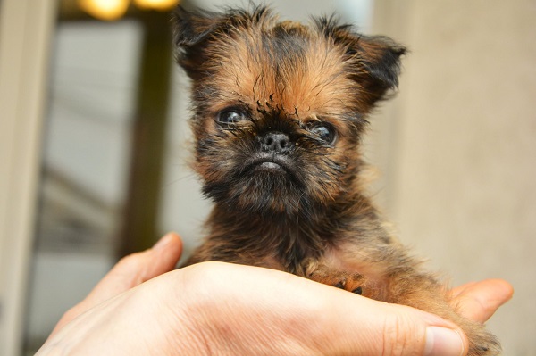 Belgian (Brussels) Griffon - excellent puppies