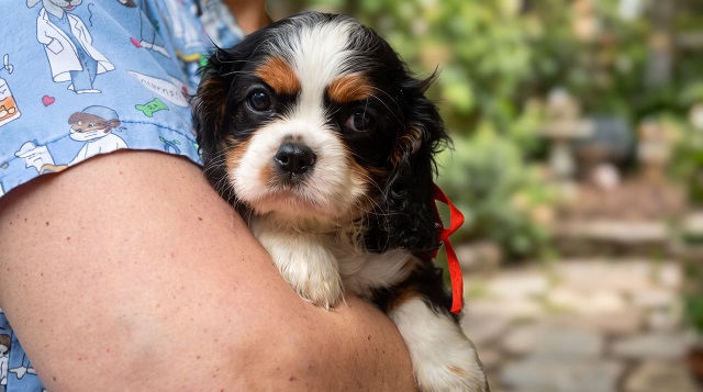 Cavalier King Carls Spaniel top puppies