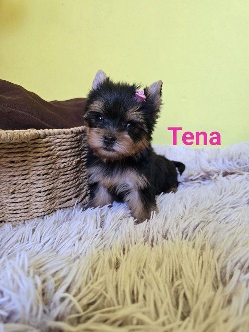Mini Yorkshire Terrier