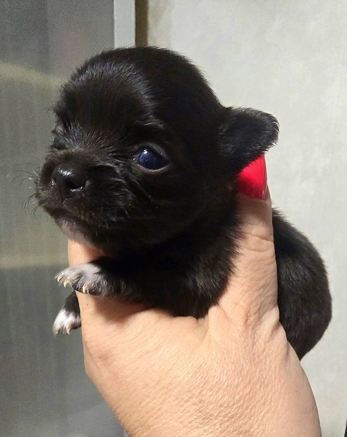 Mini and micro Chihuahua puppies