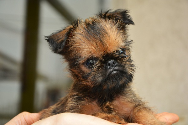 Belgian (Brussels) Griffon - excellent puppies
