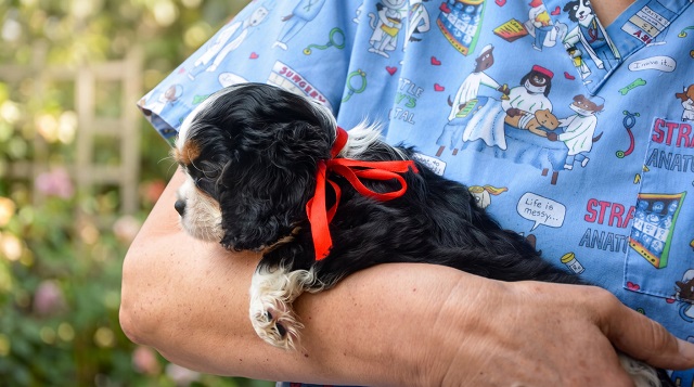 Cavalier King Carls Spaniel top puppies
