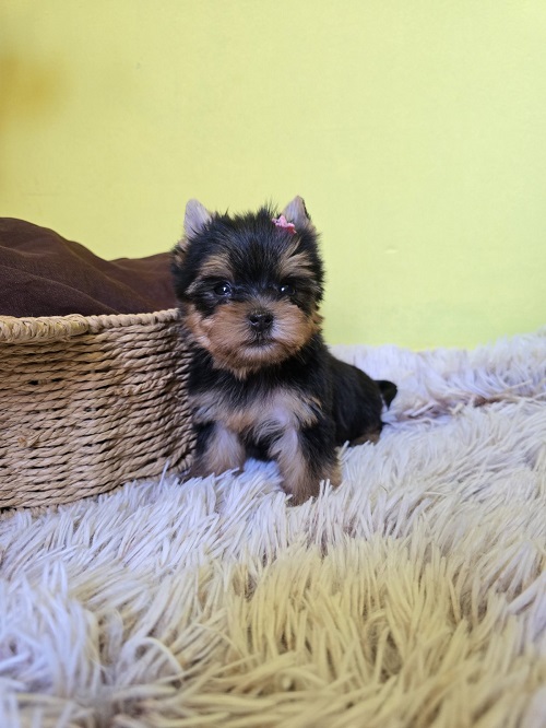 Mini Yorkshire Terrier