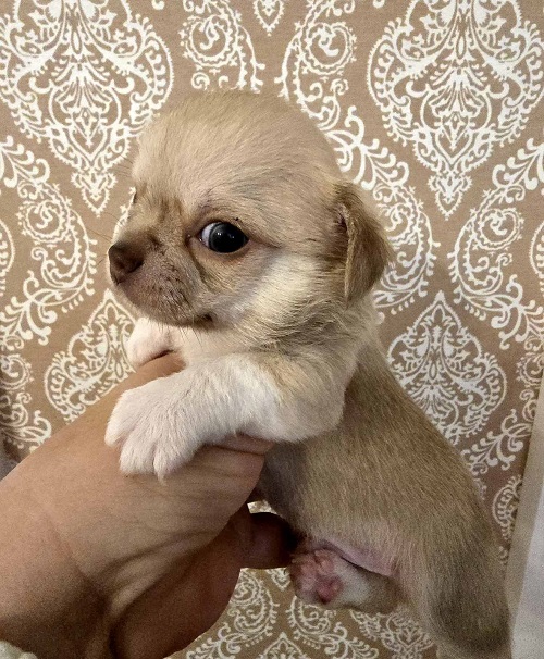 Mini and micro Chihuahua puppies