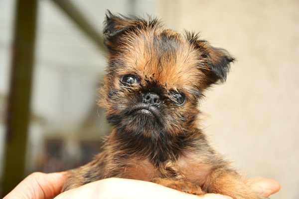 Belgian (Brussels) Griffon - excellent puppies