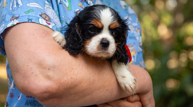 Cavalier King Carls Spaniel top puppies