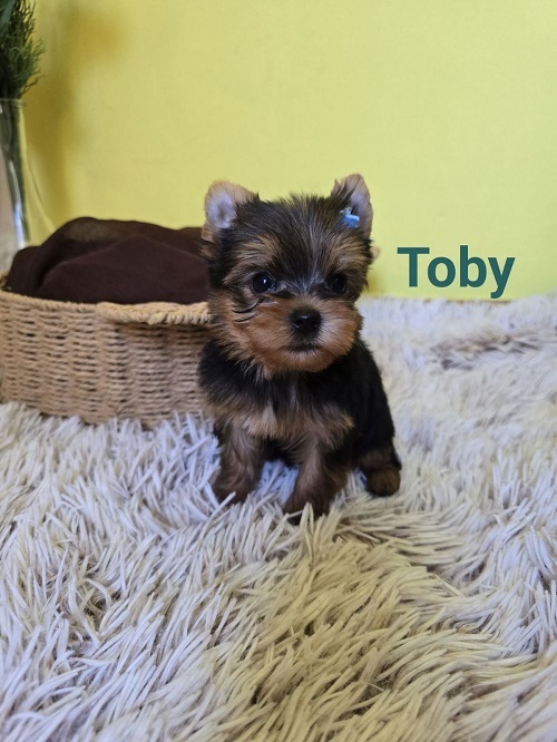 Mini Yorkshire Terrier