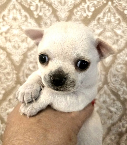 Mini and micro Chihuahua puppies