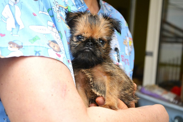 Belgian (Brussels) Griffon - excellent puppies