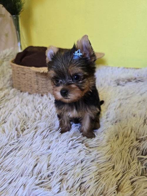 Mini Yorkshire Terrier