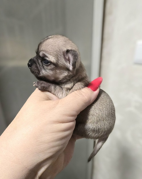 Mini and micro Chihuahua puppies