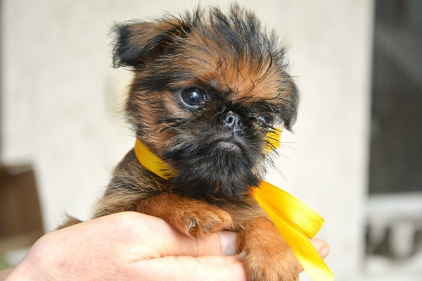 Belgian (Brussels) Griffon - excellent puppies