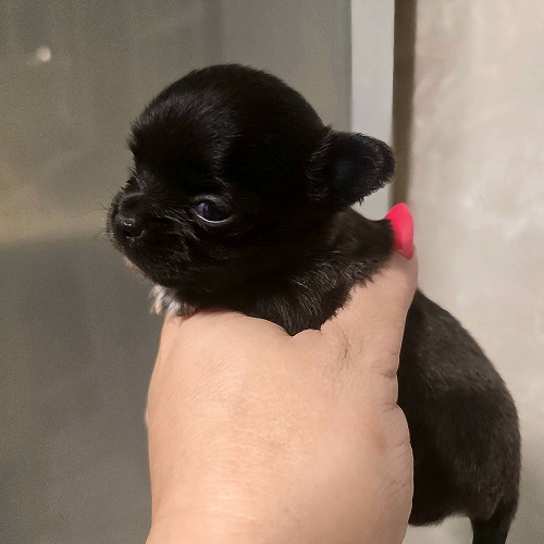 Mini and micro Chihuahua puppies