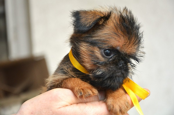 Belgian (Brussels) Griffon - excellent puppies
