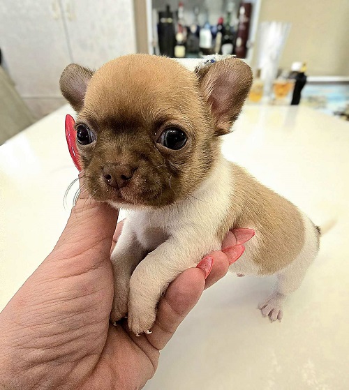 Mini and micro Chihuahua puppies