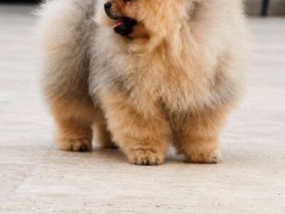 Exclusive Pomeranians from the top Brazilian bloodline