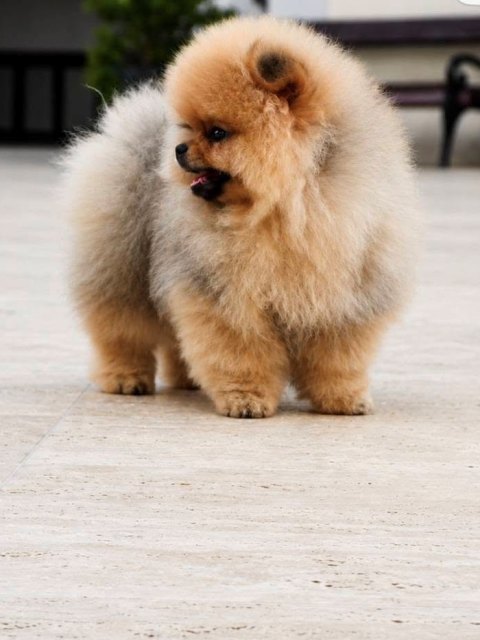 Exclusive Pomeranians from the top Brazilian bloodline