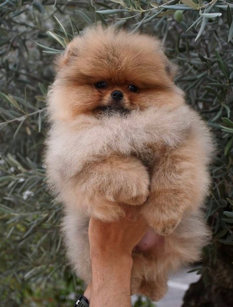 Exclusive Pomeranians from the top Brazilian bloodline
