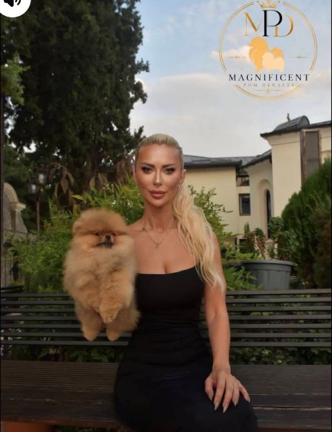Exclusive Pomeranians from the top Brazilian bloodline