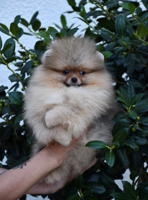 Exclusive Pomeranians from the top Brazilian bloodline