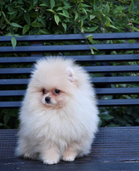 Exclusive Pomeranians from the top Brazilian bloodline