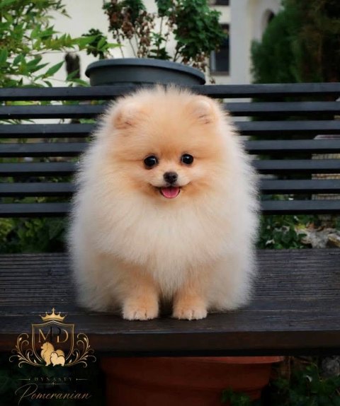Exclusive Pomeranians from the top Brazilian bloodline