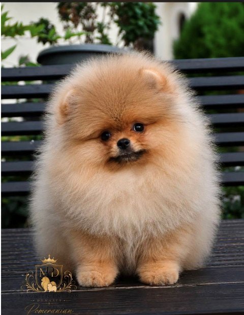 Exclusive Pomeranians from the top Brazilian bloodline