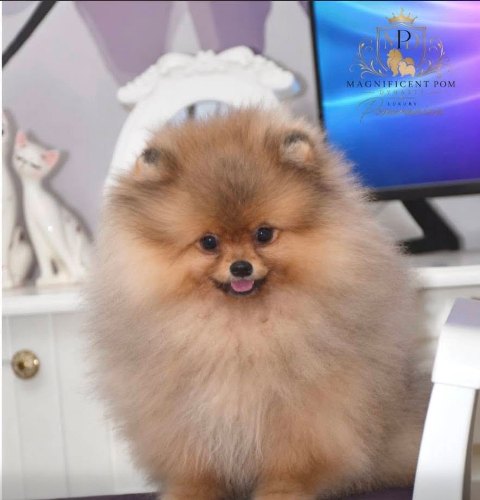 Exclusive Pomeranians from the top Brazilian bloodline