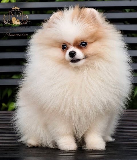 Exclusive Pomeranians from the top Brazilian bloodline