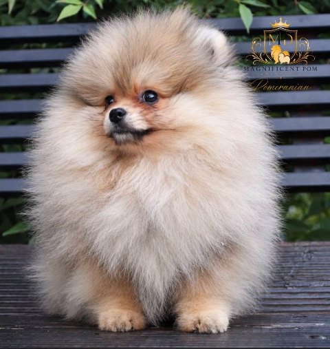 Exclusive Pomeranians from the top Brazilian bloodline