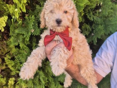 Labradoodle F1b adorable puppies