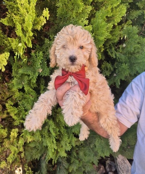 Labradoodle F1b adorable puppies