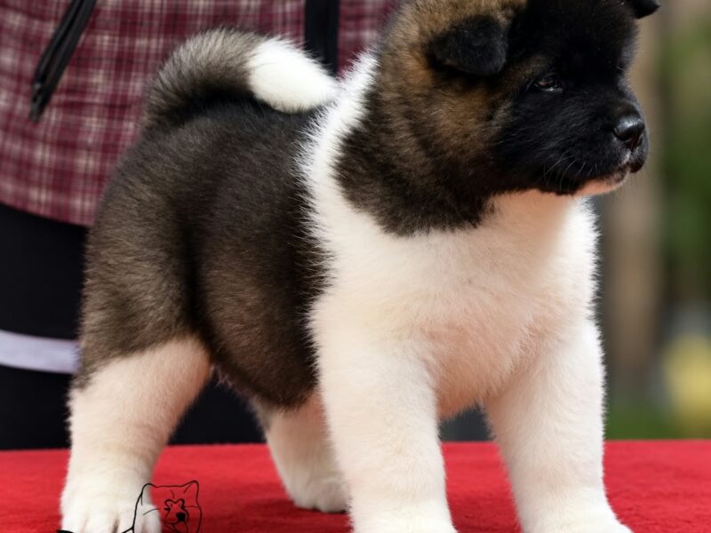 American Akita puppies