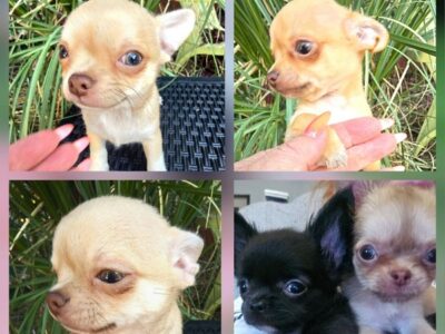 Mini and Micro Chihuahuas