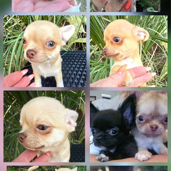 Mini and Micro Chihuahuas