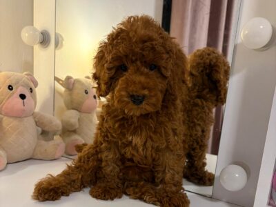 Red miniature poodle