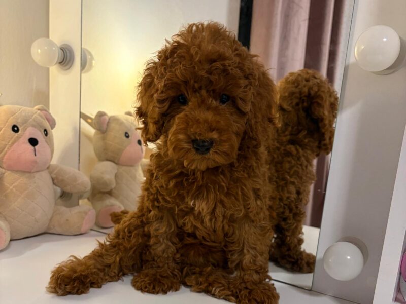 Red miniature poodle