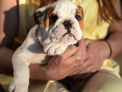 English bulldog puppies