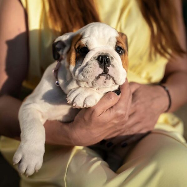 English bulldog puppies
