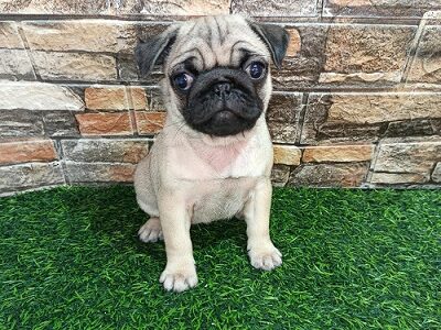 Pug female puppy