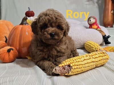 Toy Red Poodle/Red Poodles - puppies