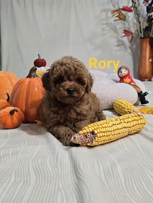 Toy Red Poodle/Red Poodles - puppies