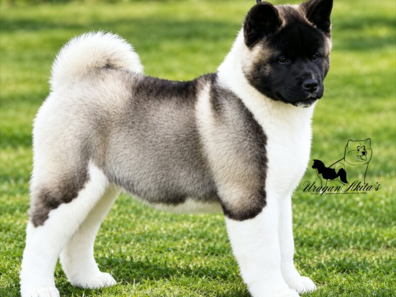 American Akita puppies