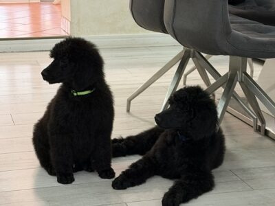 Large Royal Poodle puppies